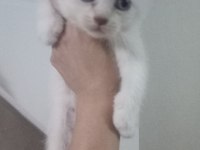 Sevimli scottish fold kediciklerim