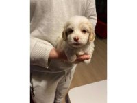 Minik maltipoo bebeğim