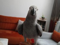 8 Aylık Jako Papağanı