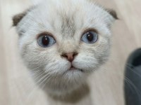 Scottish fold 2,5 aylık