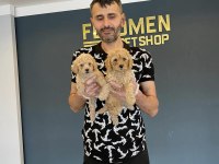 WC EĞTİMLİ MALTİPO YAVRULAR TOY POODLE YAVRULAR ANKARA