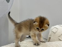 Bebek Kedilerimiz Kaliteli Yavru İsteyene