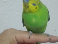 Yavru Muhabbet Kuşu