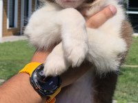 Birinci Sınıf Safkan Border Collie Yavruları 