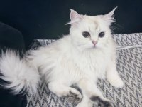 3 yaşında safkan dişi British Longhair
