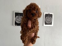Toy poodle yavrular orijinal ev doğumlu