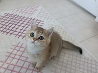 British Shorthair Ny 11 Golden