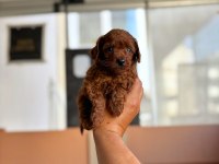 Anne toy baba kore en koyu red brown poodle bebişler