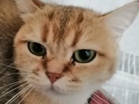 Güzel gözlü british shorthair kızımızı ücretsiz