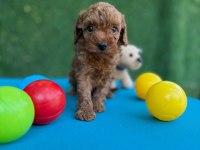 Bu Minik Poodle Size Çok Yakışacak
