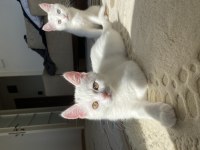 Chinchilla coconut oğlumuza yuva arıyoruz