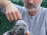 Fcı-Kıf Secereli Safkan Cane Corso Köpekler