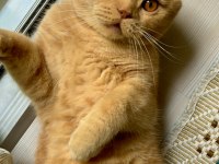 Ücretsiz sahiplendirme scottish fold