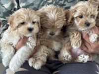 Petmode köpek çiftliğinden tea cup maltipoo yavrular