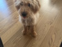 TÜM AŞILARI YAPILMIŞ MALTİPOO CİNSİ KÖPEĞİMİZ