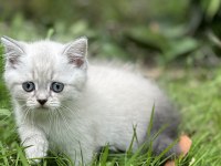 Şecereli british shorthair bebeklerim