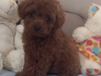 Sizi bekleyen toy poodle afacanlar