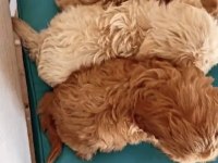 A KALİTE RENK SEÇİMİ MEVCUT MALTİPOO