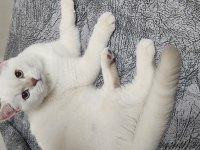 10 aylık british shorthair erkek