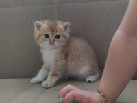 Safkan scrli british shorthair
