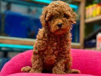 Toy Poodle Canlar Ev Üretimi
