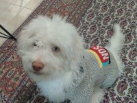 Terrier çipli köpeğimiz