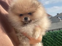 Orange pomeranian boo
