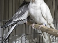 Sultan çift yeni eşleme dişi 23 erkek 24 bilezikli
