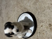 Terrier Yavruları 45 Günlük
