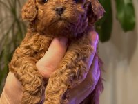 EVİMDEN ORJİNAL TOY POODLE