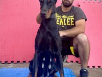 A ŞECERELİ DOBERMAN