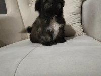 2 erkek shih tzu yavrular