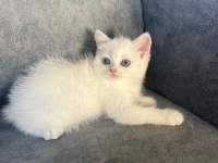 british shorthair silver point 70 günlük