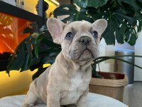 Egzotik French Bulldog Yavrularım Harika Renkler Ve Anatom