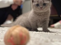 Scottish fold Cülide kızıma yuva arıyorum