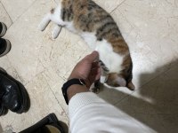 Sıcak Bir Yuva Bekleyen Pisicik Kedimiz