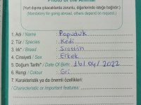 Scottish Erkek Kedimiz