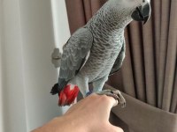 JAKO EL BESLEME YAVRU İNSANA ALIŞKIN EĞİTİMLİ