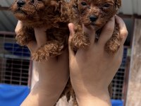 Toypoodle sevimli yavrular 