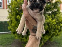 Özel Renk French Bulldog Yavruları