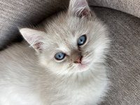 Beyaz british shorthair 2 aylık