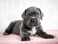 SHOW KALİTE CANE CORSO YAVRULAR