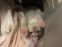 ÜCRETSİZ YAVRU KEDİMİZİ SAHİPLENDİRME