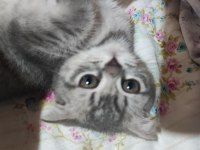 Scottish fold yavrumu sahiplendiriyorum