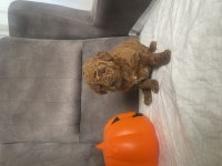 Mini Boy Toy Poodle Kızımız