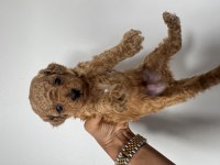 Şecereli Sağlık Garantili Toy Poodle Yavru Erkek Ve Dişi