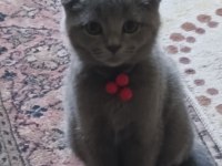Scottish Fold Erkek Yavru