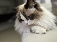 15 aylık dişi Bicolour Ragdoll