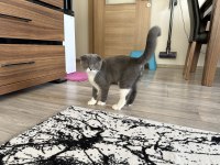 Scottish Fold
