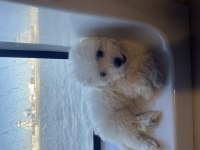 Maltese terrier